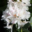 Heckenware Rhododendron hybride ΄Cunningham’s White΄