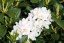 Heckenware Rhododendron hybride ΄Cunningham’s White΄
