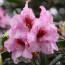 Rhododendron hybride 'Diadem'