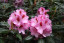 Rhododendron hybride 'Diadem'