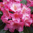 Rhododendron hybride 'Diana'