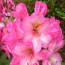 Rhododendron hybride 'Duke of York'
