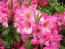 Rhododendron hybride 'Duke of York'