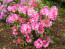Rhododendron hybride 'Duke of York'
