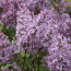 Flieder Syringa hyacinthiflora 'Excel'