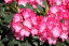 Rhododendron Yakushimanum 'Fantastica'