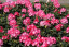Rhododendron Yakushimanum 'Fantastica'