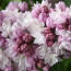Syringa hyacinthiflora Fantasy