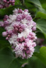 Syringa hyacinthiflora Fantasy 2