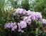 Rhododendron hybride ΄Fastuosum Flore Pleno΄