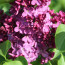 Syringa vulgaris 'Bad Frankenhausen'