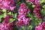 Syringa vulgaris 'Bad Frankenhausen'