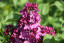 Syringa vulgaris 'Bad Frankenhausen'