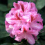 Rhododendron hybride 'Furnivall’s Daughter'