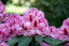 Rhododendron hybride 'Furnivall’s Daughter'