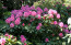 Rhododendron hybride 'Furnivall’s Daughter'