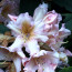 Rhododendron hybride ΄Gloria΄
