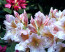 Rhododendron hybride ΄Gloria΄