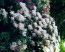 Rhododendron hybride ΄Gloria΄