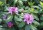 Rhododendron hybride 'Goldflimmer'