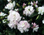 Rhododendron hybride ΄Gomer Waterer΄