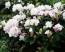 Rhododendron hybride ΄Gomer Waterer΄