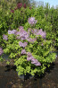 Flieder Syringa hyacinthiflora 'Excel'