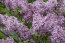 Flieder Syringa hyacinthiflora 'Excel'