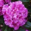 Rhododendron hybride 'Independence Day'