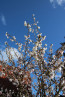 Prunus „Kojou-no-mai“