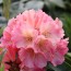 Rhododendron hybride "Kranich"