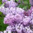 Flieder Syringa hyacinthiflora 'Lavender Lady'