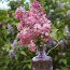 Flieder Syringa hyacinthiflora 'Maidens Blush'