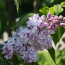 Flieder Syringa vulgaris 'Marshal Vasilevskiy'