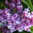 Flieder Syringa vulgaris 'Marshal Vasilevskiy'