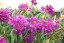 Rhododendron hybride 'Monsieur Marcel Ménard'