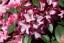 Rhododendron hybride 'Midnight Mystique'