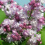 Flieder Syringa vulgaris 'Mme Antoine Buchner'