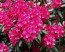 Heckenware Rhododendron hybride ΄Nova Zembla΄