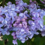 Flieder Syringa vulgaris 'Olivier de Serres'