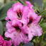 Rhododendron hybride 'Ornament'