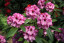 Rhododendron hybride 'Ornament'