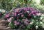 Rhododendron hybride 'Ornament'