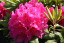 Rhododendron hybride 'Pearce‘s American Beauty'