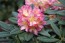 Rhododendron hybride 'Pivoine' 