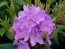 Heckenware Rhododendron hybride ΄Roseum Elegans΄