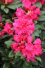 Rhododendron hybride 'Rote Liebe'