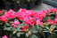 Rhododendron hybride 'Rote Liebe'