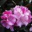 Rhododendron Yakushimanum 'Silberwolke'