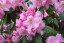 Rhododendron hybride 'Scintillation'